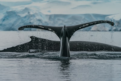 白天在水中的黑鲸
